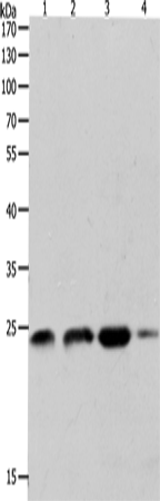 Валидация Elabscience E-AB-15491