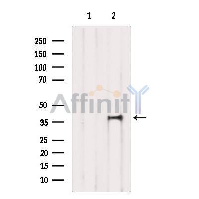 Валидация Affinity DF2400 - 12993