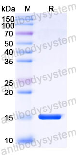 Валидация SDS-PAGE - AntibodySystem RHJ70104