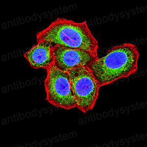 Валидация IF - AntibodySystem RHG58203