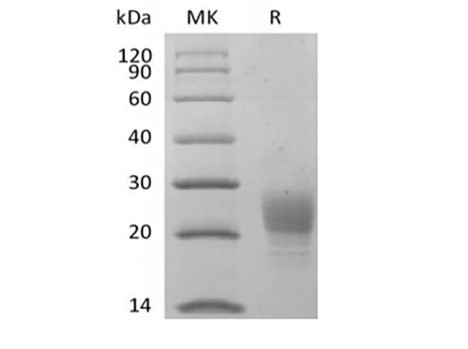 Валидация Elabscience PKSQ050123(5494)