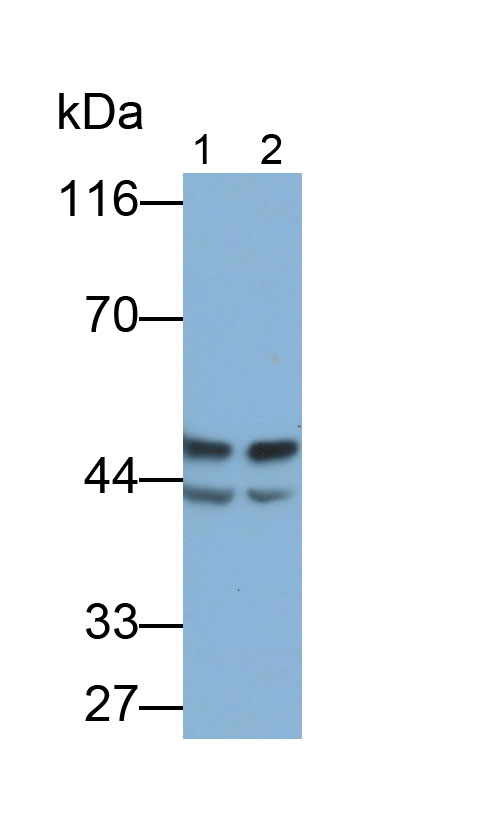 32563