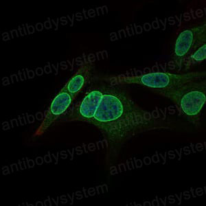 Валидация IF - AntibodySystem RHH09101