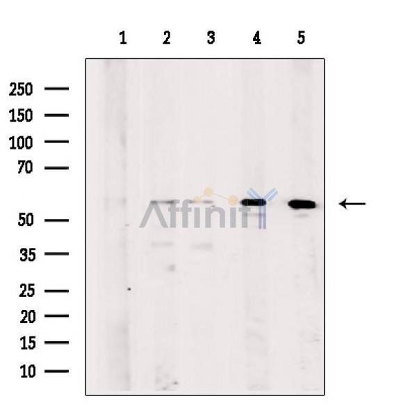 Валидация Affinity DF8027 - 19857