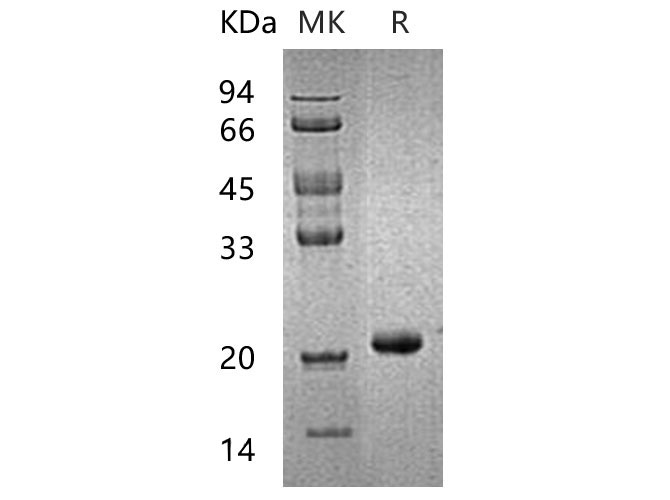 Валидация Elabscience PKSH032547(3003)