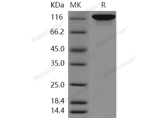Валидация Elabscience PKSH031157(1929)