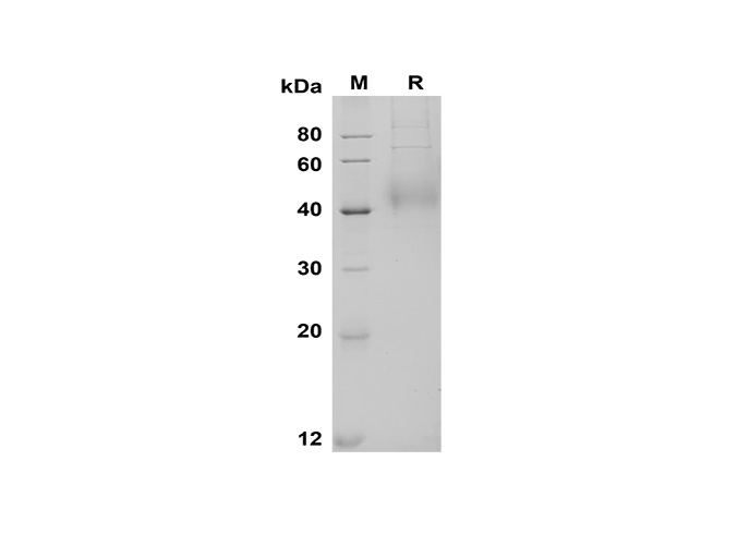 Валидация Elabscience PDMH100339(951)