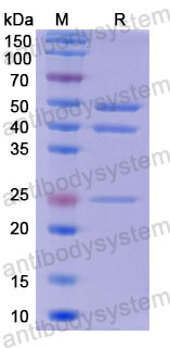Валидация SDS-PAGE - AntibodySystem DHD38519