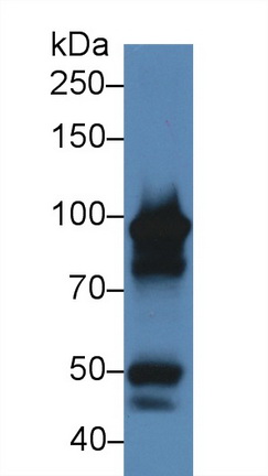 28900