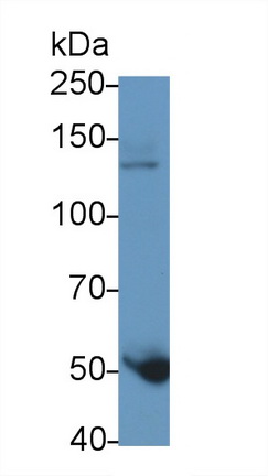 39903