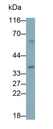 27542