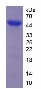 55727