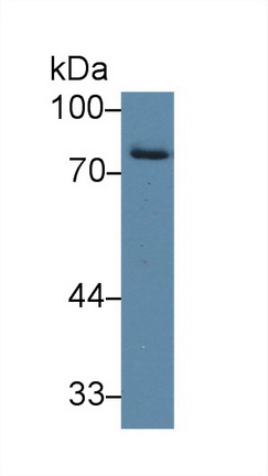 10254