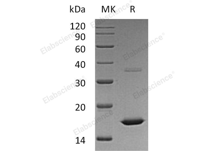 Валидация Elabscience PKSH032438(2915)