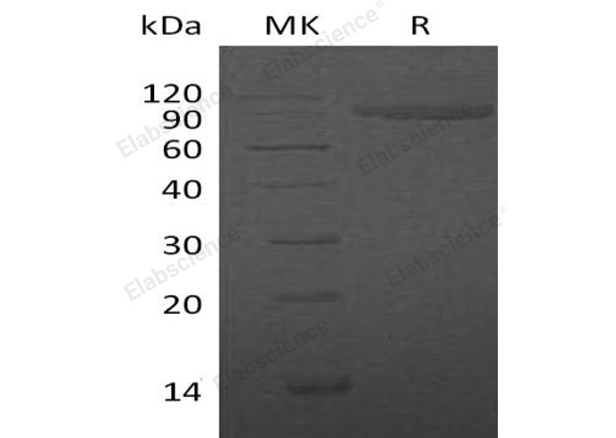 Валидация Elabscience PKSH032561(3014)