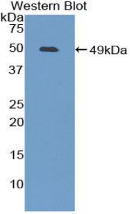 54845