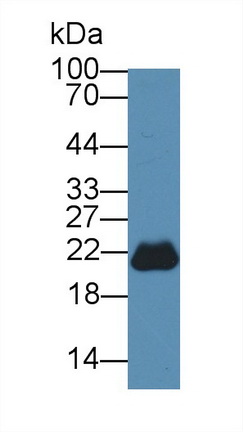 9244