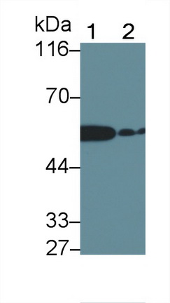 48688