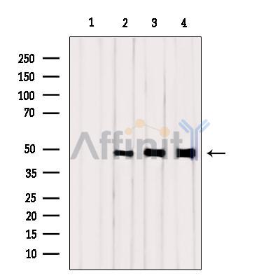 Валидация Affinity DF9261 - 21699