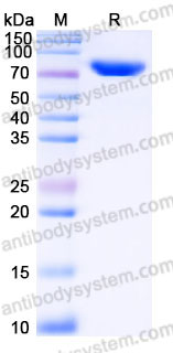 EHC15301, SDS-PAGE