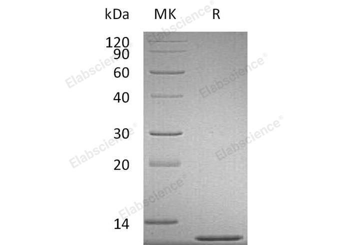 Валидация Elabscience PKSM040979(4916)