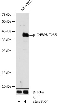 AP1055, вестерн-блоттинг, лизат клеток NIH/3T3 (26110)