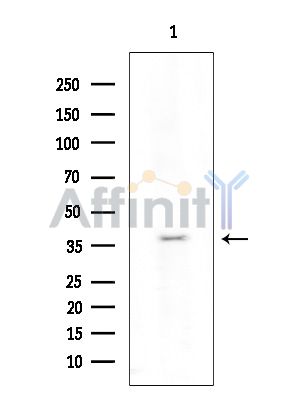 Валидация Affinity DF15232 - 11506