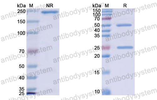 Валидация SDS-PAGE - AntibodySystem RHJ92902
