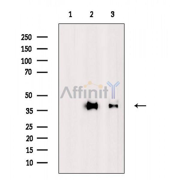 Валидация Affinity DF2589 - 13271