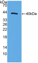 40097
