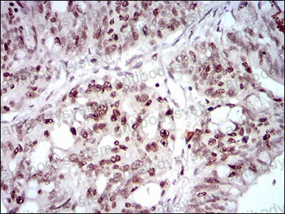 Валидация AntibodySystem RHD24102 (1420)