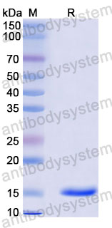 Валидация SDS-PAGE - AntibodySystem RGK33002