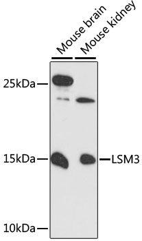 Валидация Elabscience E-AB-90604
