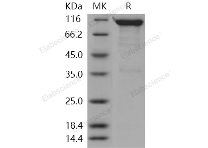 Валидация Elabscience PKSH031008(1819)