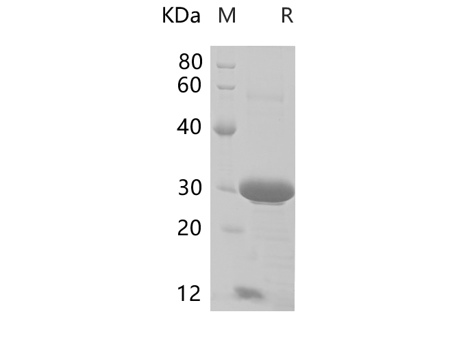 Валидация Elabscience PDEM100231(565)