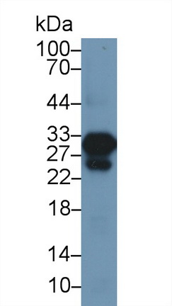 13743