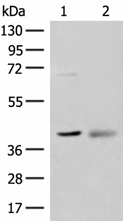 Валидация Elabscience E-AB-18823