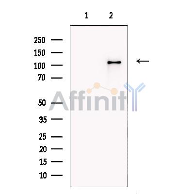 Валидация Affinity DF13673 - 9251