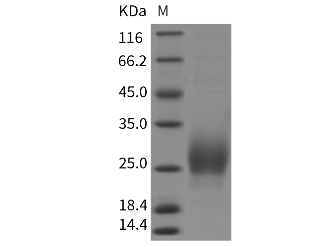 Валидация Elabscience PKSR030417(5751)