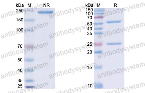 Валидация SDS-PAGE - AntibodySystem RHJ93106