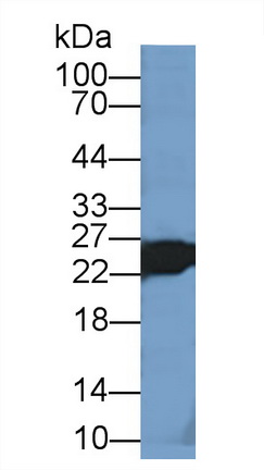 12874