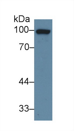 13594