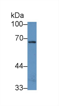 8833