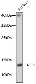 Валидация Elabscience E-AB-65728