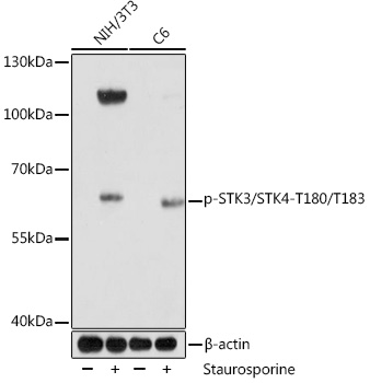 AP1094, вестерн-блоттинг, лизаты клеток NIH/3T3 и C6 (27888)