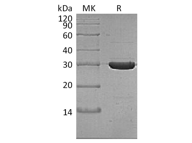 Валидация Elabscience PKSQ050088(5456)