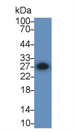 17644