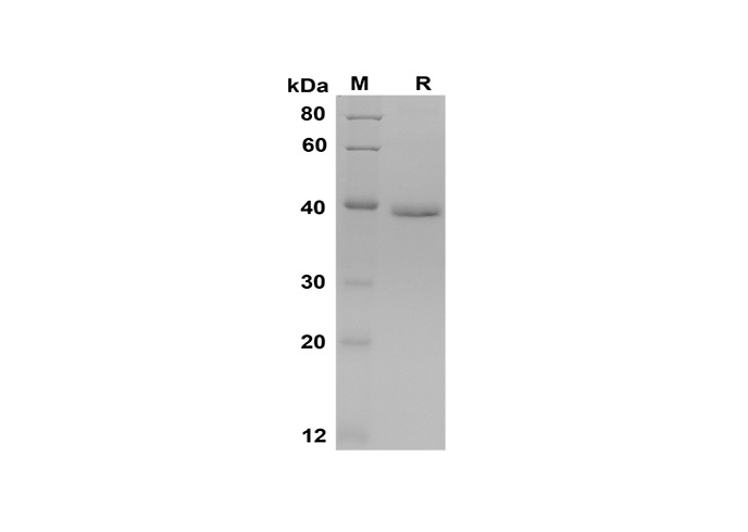 Валидация Elabscience PDEM100154(503)