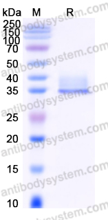 EHD27101, SDS-PAGE