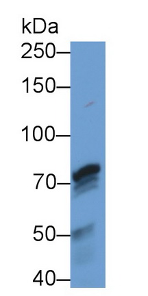 52554